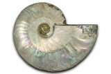 Silver Iridescent Ammonite (Cleoniceras) Fossil - Madagascar #346723-1